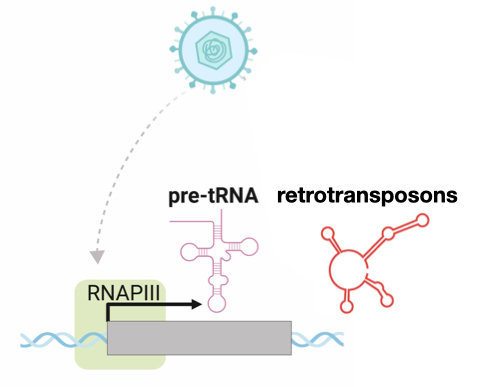 Cartoon showing how viral infection activates Pol III transcription of tRNA and retrotransposon genes