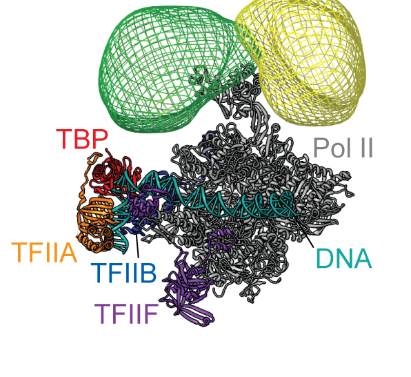 Image showing the interaction of the viral TBP with the stalk domain of RNA pol II, visualized by EM